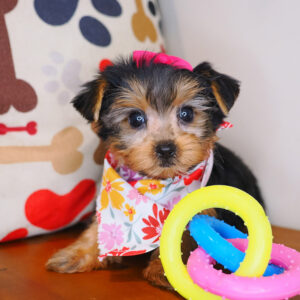 Flashy Yorkshire Terrier 01