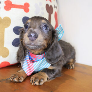 Florence Dachcshund 01
