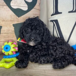 Fox Cavapoo 01