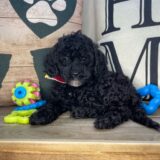 Fox Cavapoo 02