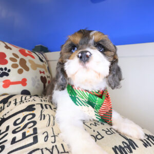 Frankie Cockapoo 01