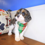 Frankie Cockapoo 02