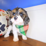 Frankie Cockapoo 03