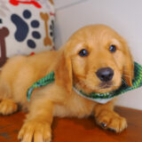Frosty Golden Retriever 01