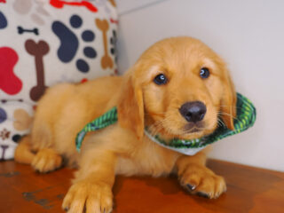 Frosty Golden Retriever 01