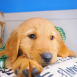 Frosty Golden Retriever 02