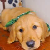 Frosty Golden Retriever 04