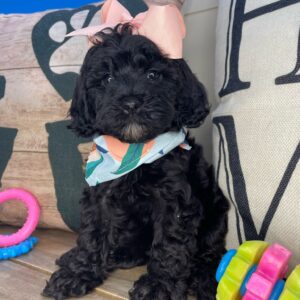 Gelar Cavapoo 01
