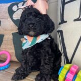 Gelar Cavapoo 04