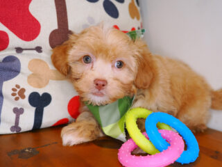 Gerbil Shihpoo 01