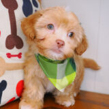 Gerbil Shihpoo 02