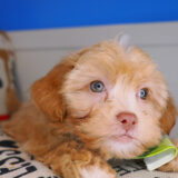 Gerbil Shihpoo 03