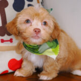 Gerbil Shihpoo 04