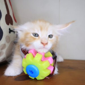 Ginger Maine Coon 01