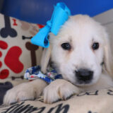 Ginny Golden Retriever 01