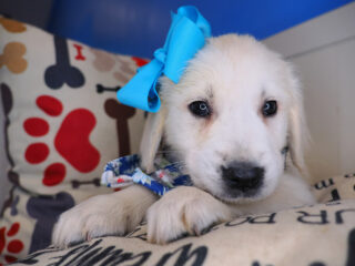 Ginny Golden Retriever 01