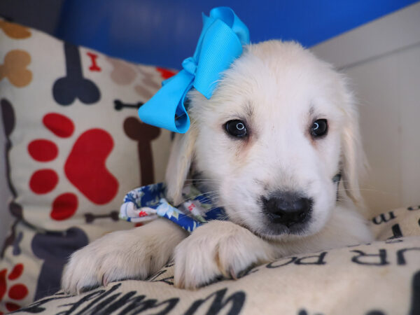 Ginny Golden Retriever 01