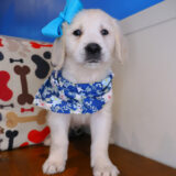 Ginny Golden Retriever 02