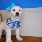Ginny Golden Retriever 03