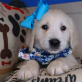 Ginny Golden Retriever 04