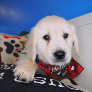 Gringo Golden Retriever 01