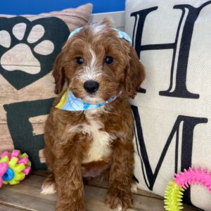 Harbor Mini Goldendoodle 01