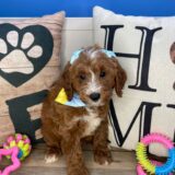 Harbor Mini Goldendoodle 02