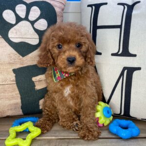 Harley Cavapoo 01