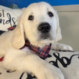 Honcho Golden Retriever 01
