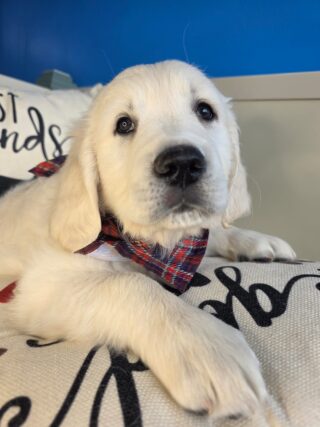 Honcho Golden Retriever 01