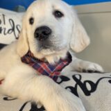 Honcho Golden Retriever 03