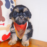 Honcho Shihpoo 01