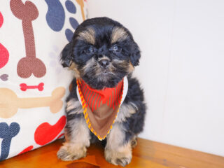 Honcho Shihpoo 01