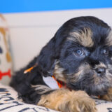 Honcho Shihpoo 02