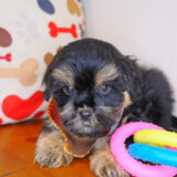 Honcho Shihpoo 03