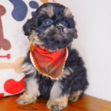 Honcho Shihpoo 04