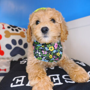 Honey Cavapoo 01