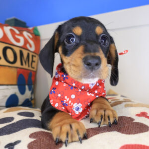 Hope Dachshund 01