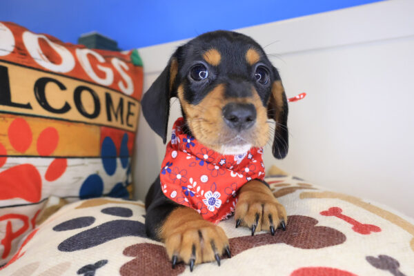 Hope Dachshund 01