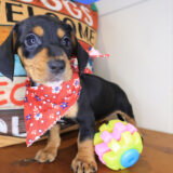 Hope Dachshund 02