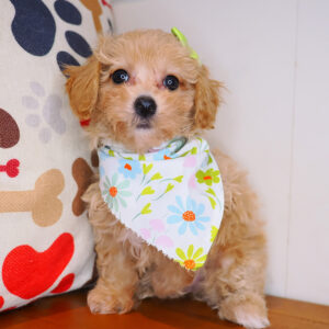 Ivy Bichapoo 01
