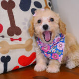 Jade Bichapoo 03