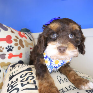 Jasmine Cockapoo 01