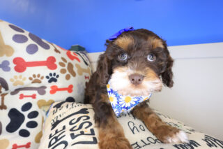 Jasmine Cockapoo 01