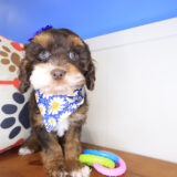 Jasmine Cockapoo 03