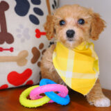 Jason Bichapoo 01