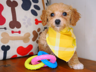 Jason Bichapoo 01
