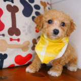 Jason Bichapoo 02
