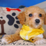 Jason Bichapoo 03