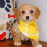 Jason Bichapoo 04